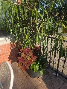 Plantes tropicales et aquatiques laval solde - Photo 3