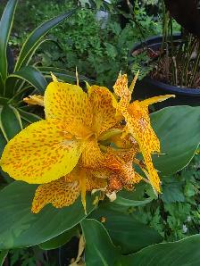 Plantes tropicales et aquatiques laval solde - Photo 5