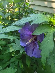 Plantes tropicales et aquatiques laval solde - Photo 6
