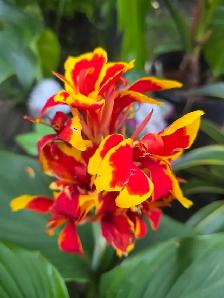 Plantes tropicales et aquatiques laval solde - Photo 7