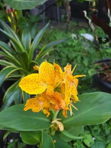 Plantes tropicales et aquatiques laval solde - Photo 10
