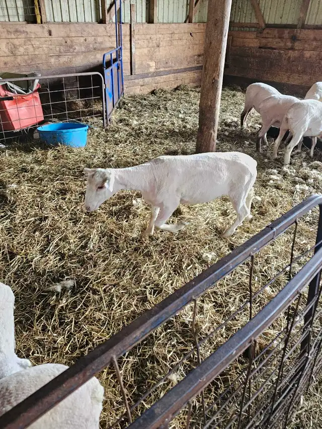 one 80lbs lamb