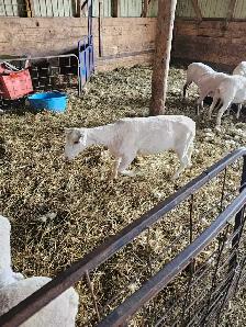 one 80lbs lamb