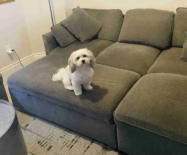 Sectional Couch with pull out couch