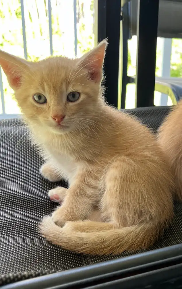 Well loved outdoor kitten