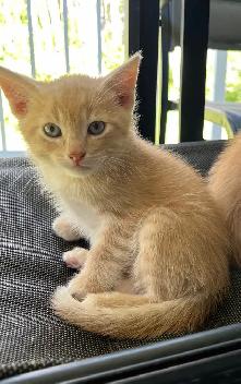 Well loved outdoor kitten