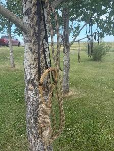 rawhide hackamore - Photo 2