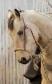 rawhide hackamore - Photo 4