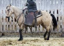 rawhide hackamore - Photo 5