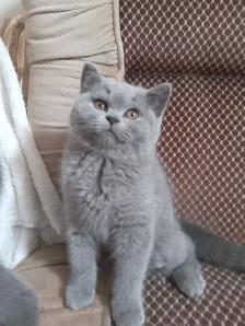 Scottish Fold and Scottish Straight kittens CCA/AFC registered - Photo 4