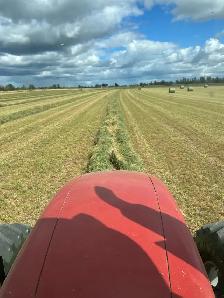 ALFALFA Hay for sale