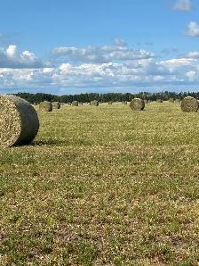 ALFALFA Hay for sale - Photo 2