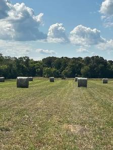 ALFALFA Hay for sale - Photo 3