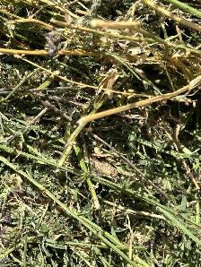 ALFALFA Hay for sale - Photo 4