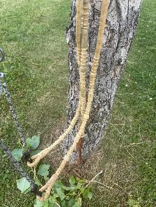 curb bit, leather hanger, and rawhide Romal rains - Photo 4
