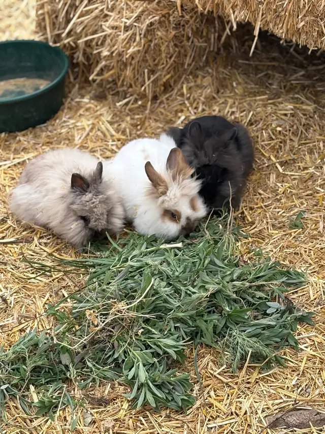 Purebred Lionhead Rabbits