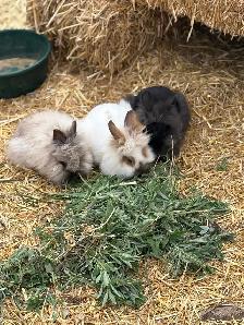 Purebred Lionhead Rabbits