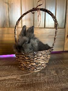 Purebred Lionhead Rabbits - Photo 2