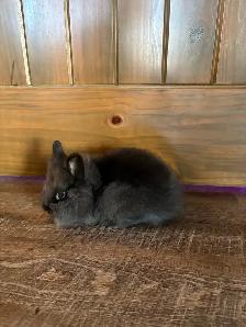 Purebred Lionhead Rabbits - Photo 3