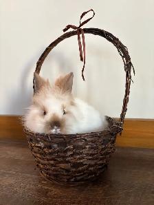 Purebred Lionhead Rabbits - Photo 4