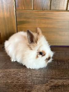 Purebred Lionhead Rabbits - Photo 5