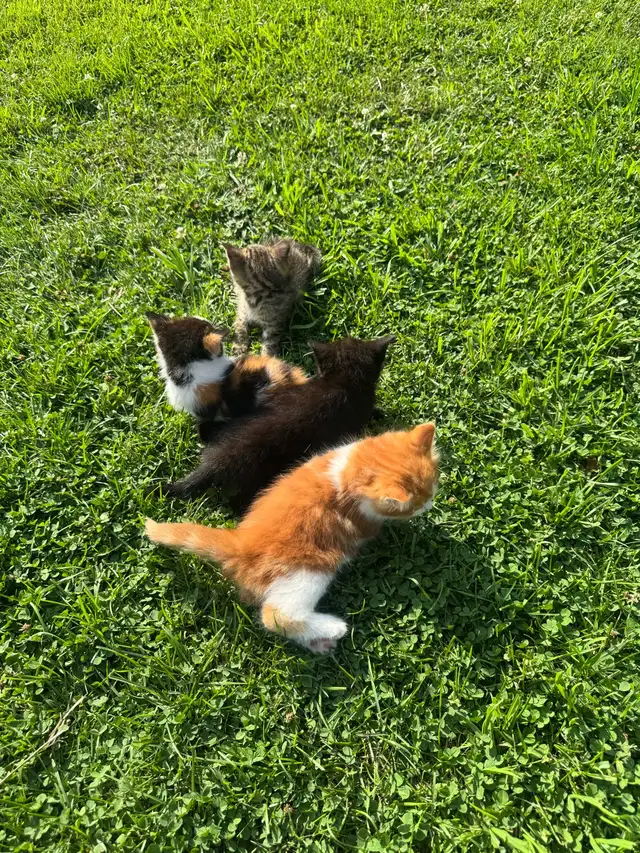 Kittens for sale