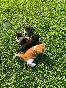 Kittens for sale