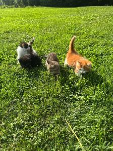 Kittens for sale - Photo 2