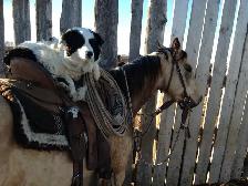 copper snaffle bit - Photo 5