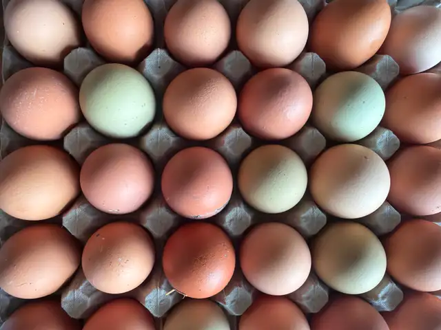 FRESH FARM EGGS!
