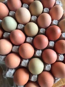FRESH FARM EGGS! - Photo 2