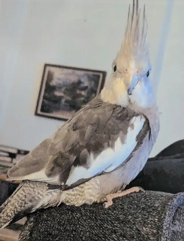 LOST COCKATIEL