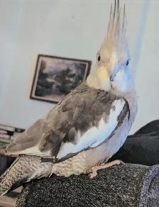 MISSING COCKATIEL