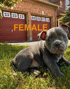 American Bulldog Puppies - Photo 3