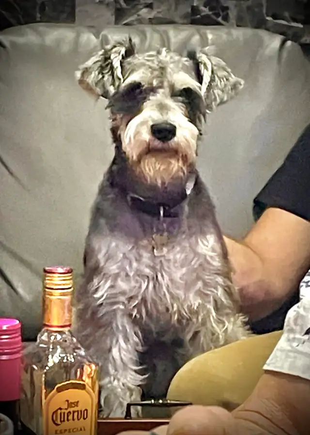 looking for male miniture schnauzer
