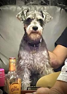 looking for male miniture schnauzer