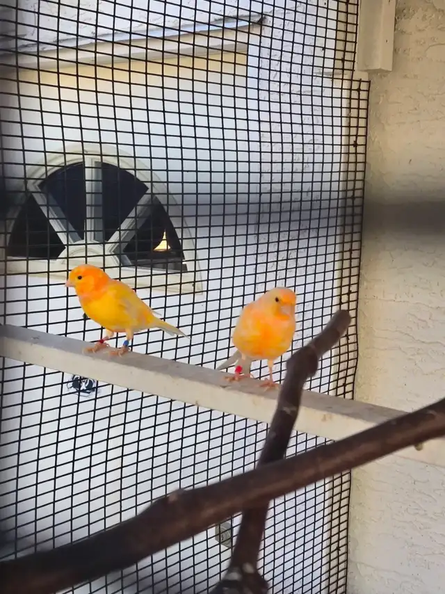 Pair of Canaries