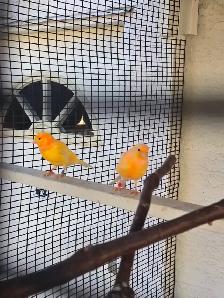 Pair of Canaries