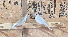 Diamond Doves Pair
