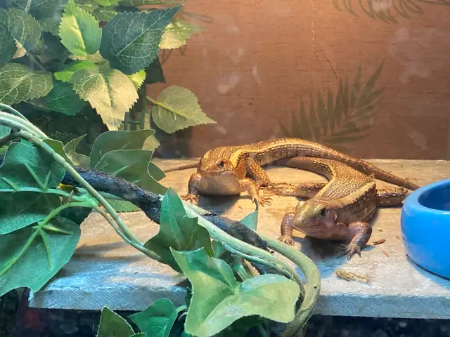 Zonosarus Laticaudatus Pair ( Male & Female )