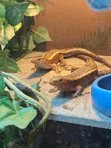 Zonosarus Laticaudatus Pair ( Male & Female ) - Photo 3