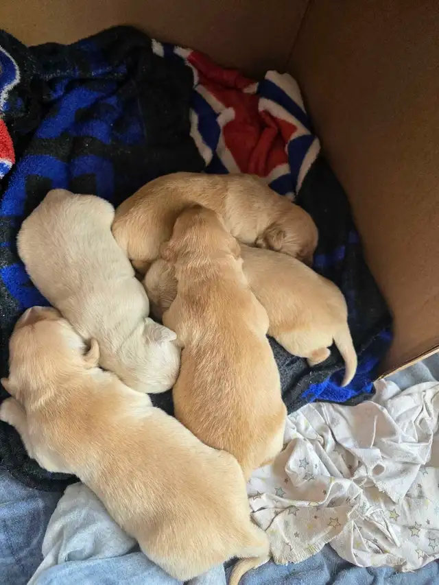 Purebred Golden Retrievers puppies
