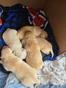 Purebred Golden Retrievers puppies