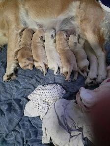 Purebred Golden Retrievers puppies - Photo 2