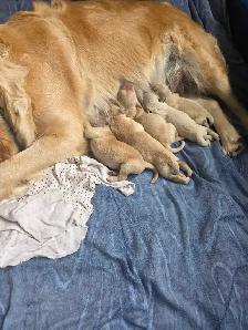 Purebred Golden Retrievers puppies - Photo 3