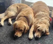 Purebred Golden Retrievers puppies - Photo 6
