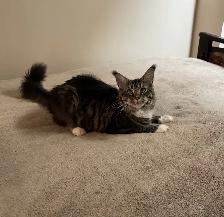 MAINE COON KITTENS AND ADULT, PUREBRED - Photo 10
