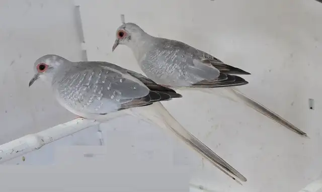 Silver Diamond Doves Pair