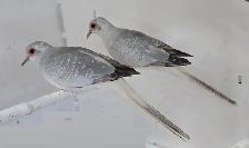 Silver Diamond Doves Pair