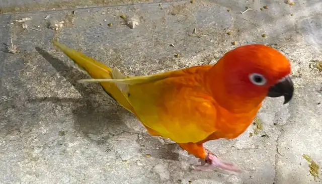 Red pied Sun conure male.
